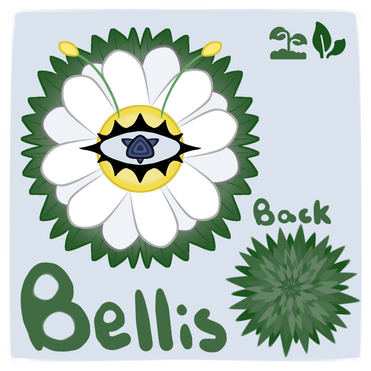 Bellis Ref Bellis Ref